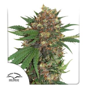 Master Kush Feminizovaná Semínka - 5