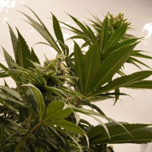 Melonade Runtz - feminizovaná semena, 3 ks, Dutch Passion