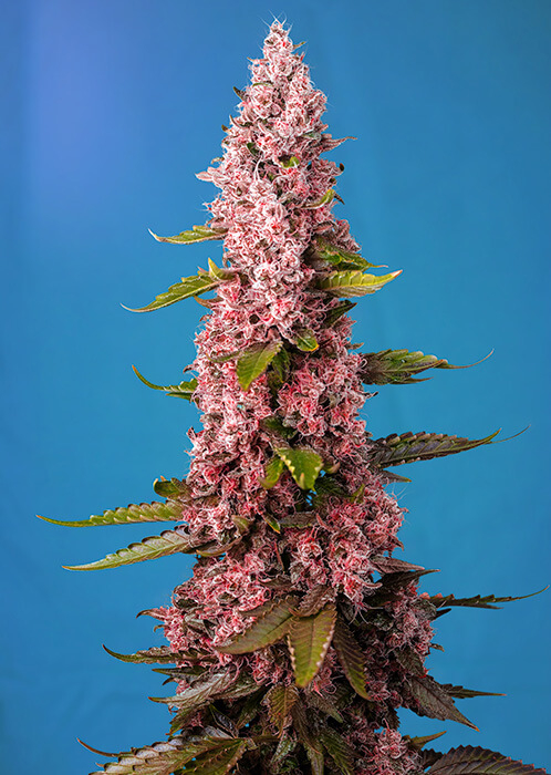 Red Hot Cookies Feminizovaná Semínka - 3