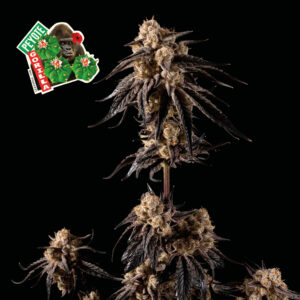 Peyote Gorilla Feminizovaná Semínka - 50