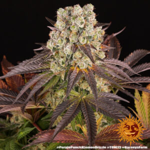 Purple Punch x Lemon Drizzle - feminizovaná semena, 10 ks, Barneys Farm