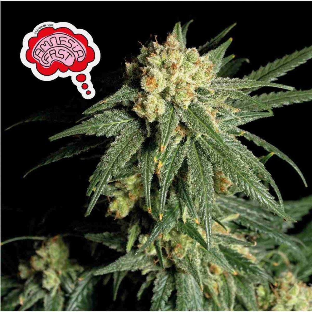 Amnesia Fast Feminizovaná Semínka - 10