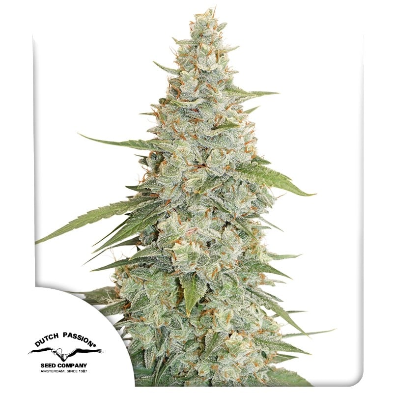 Meringue Feminizovaná Semínka - 3