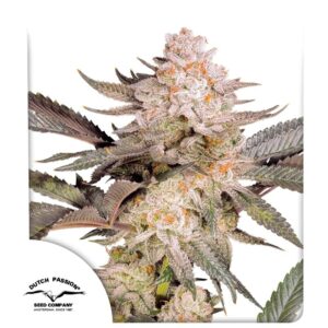 Orange Bud 2.0 Feminizovaná Semínka - 5