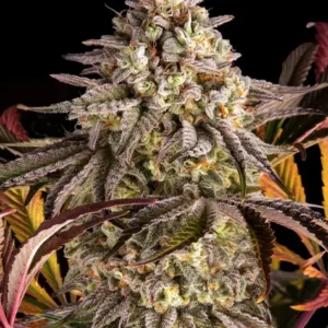 Blue Sunset Sherbert Feminizovaná Semínka - 10