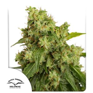 Xtreme Auto Feminizovaná Semínka - 3