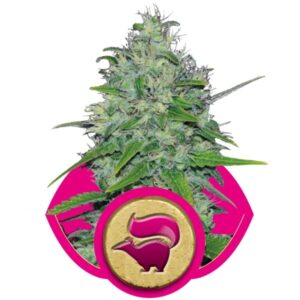 Skunk XL - feminizovaná semínka 5 ks Royal Queen Seeds