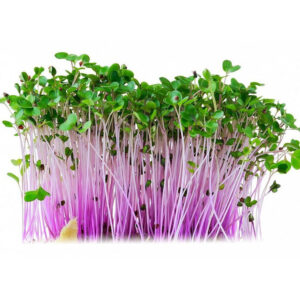 Microgreens semínka na klíčky - Kedluben červený 10 g