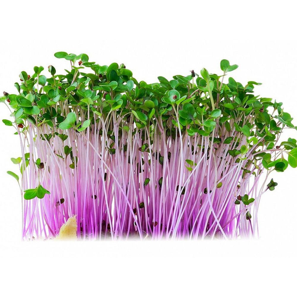 Microgreens semínka na klíčky - Kedluben červený 10 g