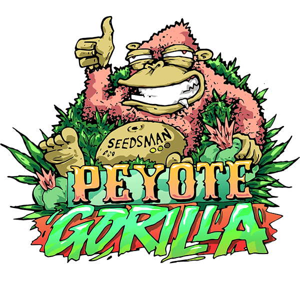 Peyote Gorilla Feminizovaná Semínka - 10