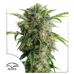 Daiquiri Lime Auto Feminizovaná Semínka - 7