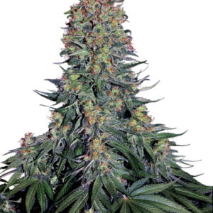 Blue Skunk Feminizovaná Semínka - 5