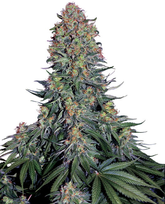 Blue Skunk Feminizovaná Semínka - 5
