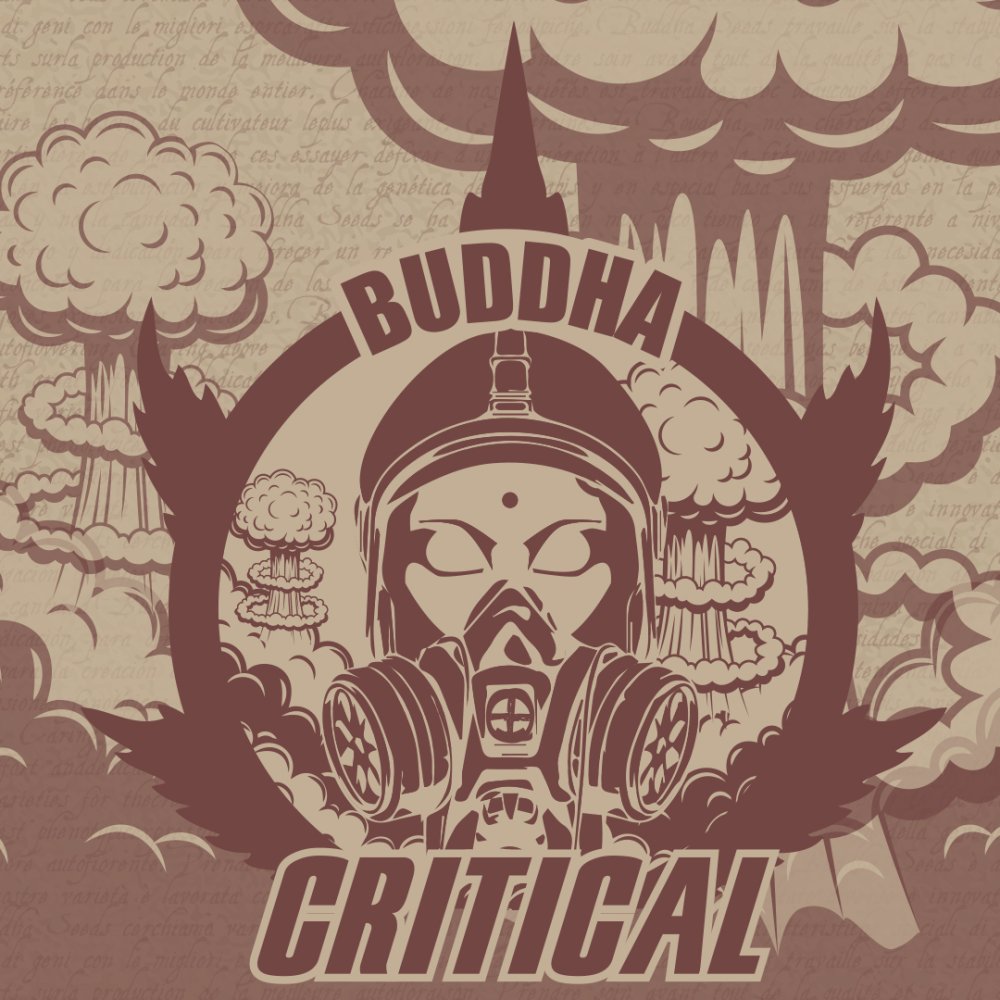 Buddha Critical, 10 ks, Buddha Seeds