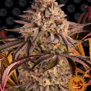 Blue Sunset Sherbert Feminizovaná Semínka - 1