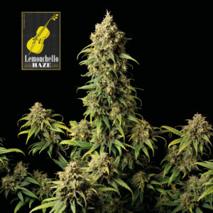 Lemonchello Haze Feminizovaná Semínka - 1