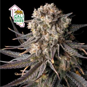 Cali Critical Mass Feminizovaná Semínka - 3