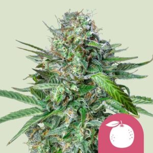 Tangie Feminizovaná Semínka - 3