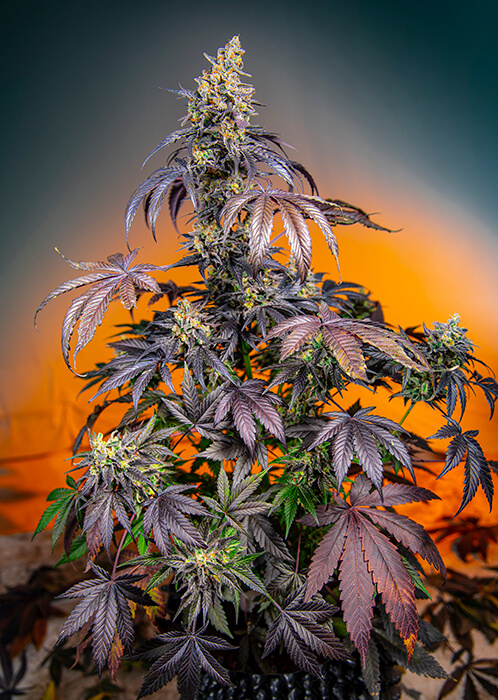 Red Gorilla Girl XL Auto Feminizovaná Semínka - 3