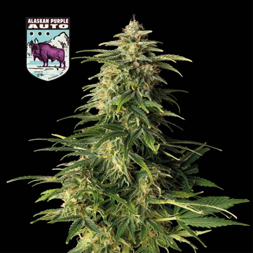 Alaskan Purple Auto Feminizovaná Semínka - 100