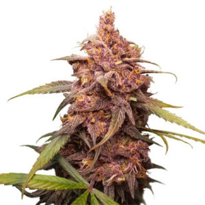Purple Punch feminizovaná semena 3 ks Seedstockers