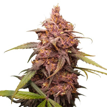 Purple Punch feminizovaná semena 3 ks Seedstockers