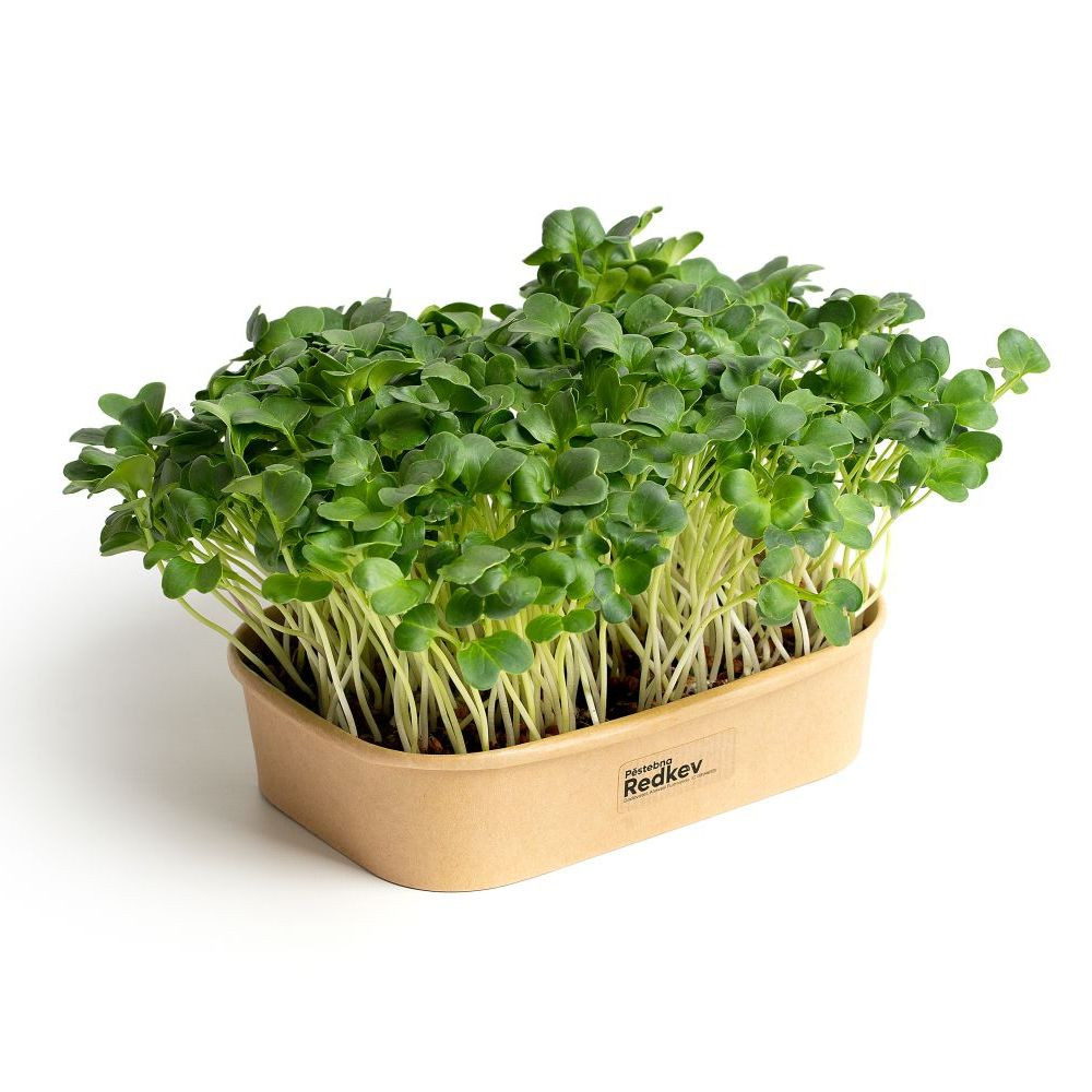 Sada pro domácí pěstování microgreens Ředkev Daikon