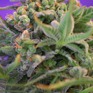 Sweet Cheese F1 FAST Verze Feminizovaná Semínka - 3