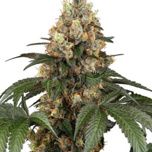 Chocolate Rainbow XXL Feminizovaná Semínka - 5