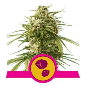 Gushers Feminizovaná Semínka - 5