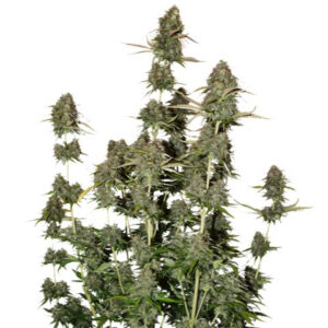 BCN Power Plant samonakvétací semena 3 ks Seedstockers