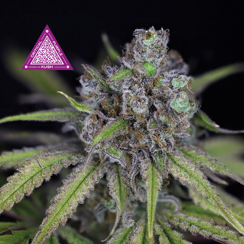 Critical Purple Kush Feminizovaná Semínka - 5