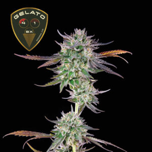 Gelato 41 BX Feminizovaná Semínka - 5
