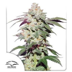 Skywalker Haze Feminizovaná Semínka - 3