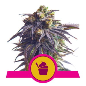 Sundae Driver Feminizovaná Semínka - 5