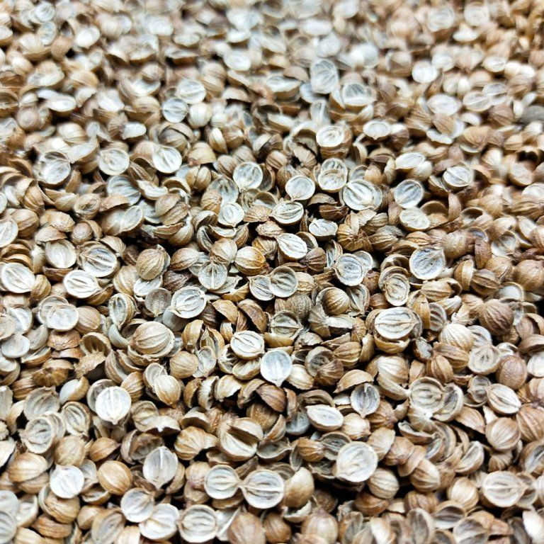 Koriandr setý na microgreens, 100 g