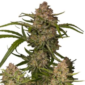 Guava Auto Feminizovaná Semínka - 1