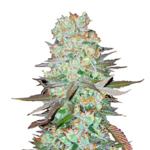 G14 Auto Feminizovaná Semínka - 1
