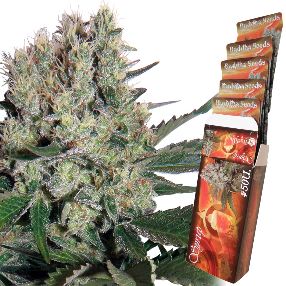 Sirup auto - feminizovaná semena, 3 ks, Buddha Seeds