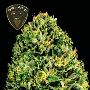 Gelato 41 BX Auto Feminizovaná Semínka - 3