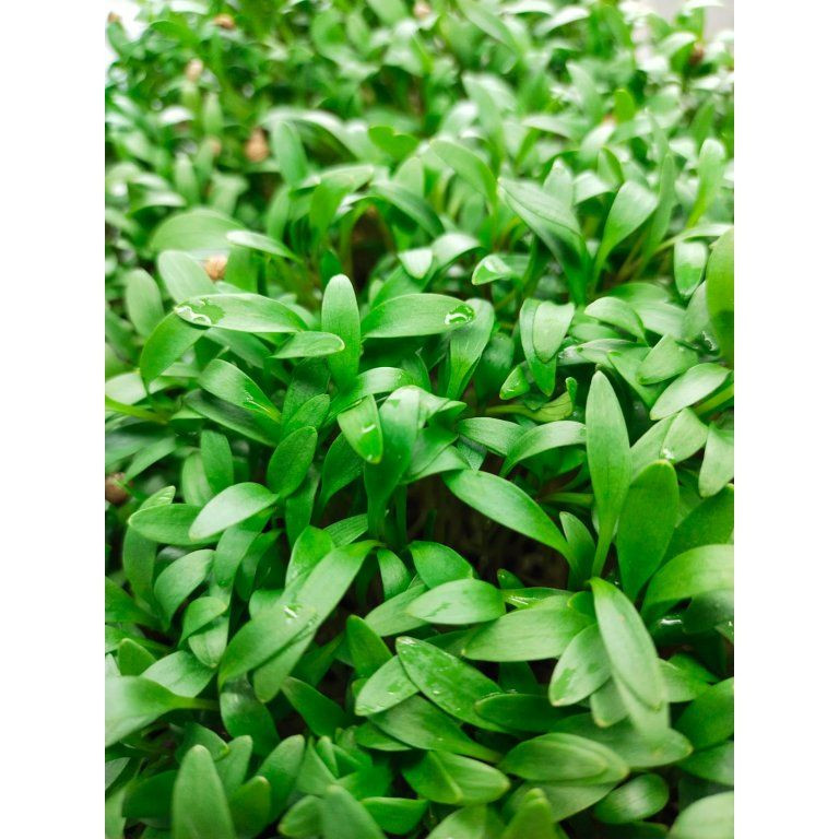 Koriandr setý na microgreens, 100 g - Obrázek 2