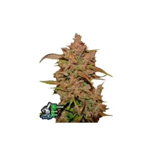 Crystal METH Auto Feminizovaná Semínka - 10