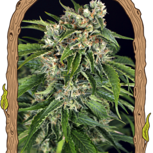 Sir Jack Auto Pure CBD - feminizovaná samonakvétací semena, 10 ks, Exotic Seed