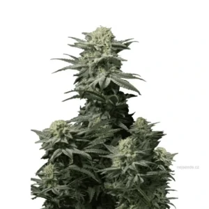 GG4 Sherbet FAST Feminizovaná Semínka - 3