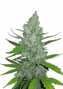 Sour Diesel Auto Feminizovaná Semínka - 1