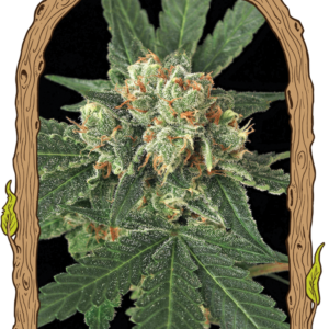 Blue Monkey - feminizovaná semena, 3 ks, Exotic Seed