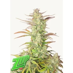 Z-Up Auto Feminizovaná Semínka - 10