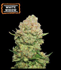 White Widow Auto Feminizovaná Semínka - 3