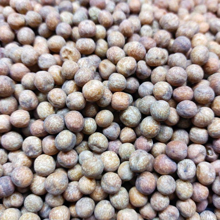Hrách setý Maple Leaf na microgreens, 100 g - Obrázek 2