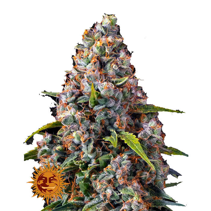 Strawberry Cheesecake Auto Feminizovaná Semínka - 5